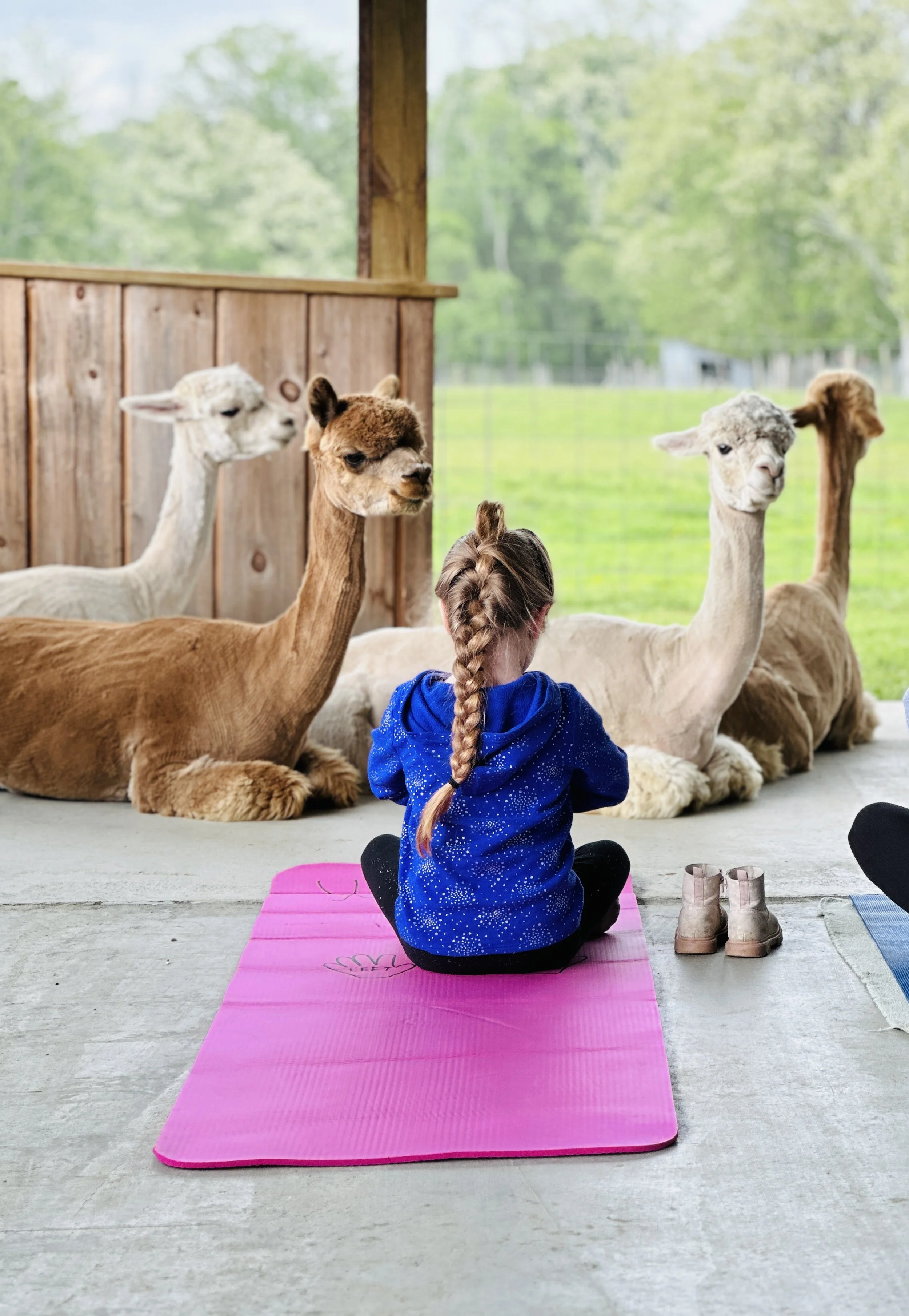 Yoga On The Farm - Clover Brooke Farm in Hyde Park, NY — % Llama